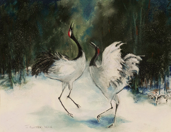 Red Crowned Cranes - Snow Dance