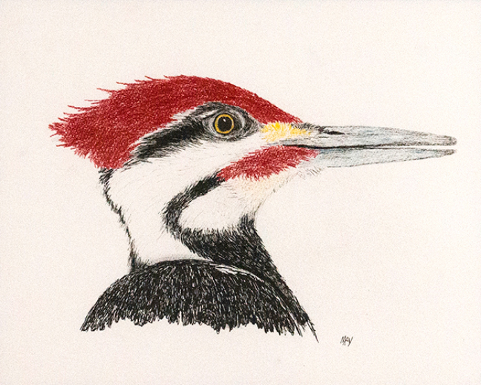 Head Study Pileated Woodpecker
